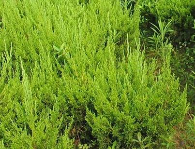 龍柏、蜀檜、灑金柏、冬青、黃楊