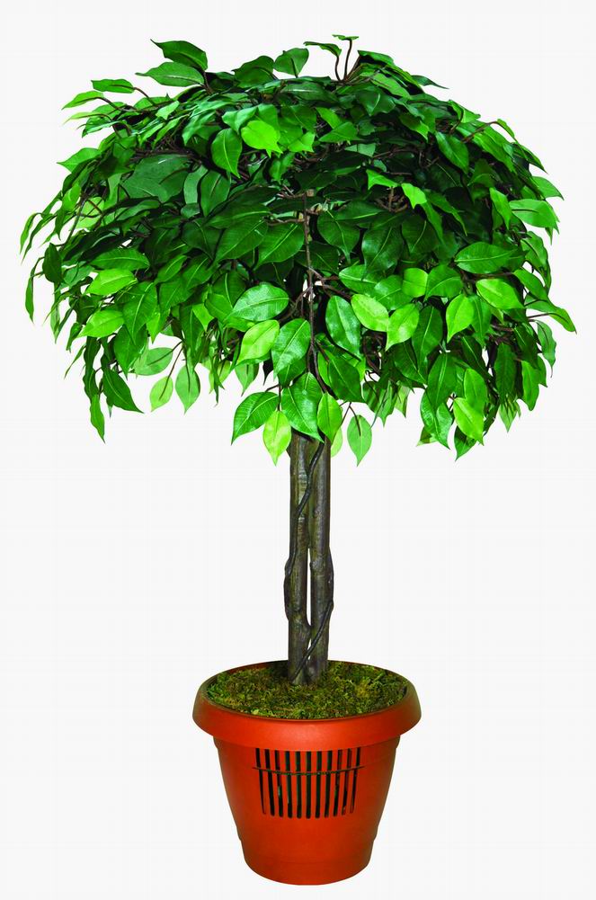 供應健康樹空氣凈化器