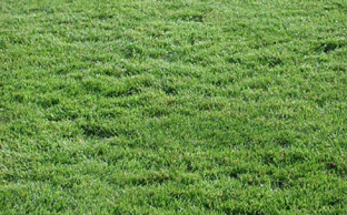 供應(yīng)、出售綠化草坪、草皮