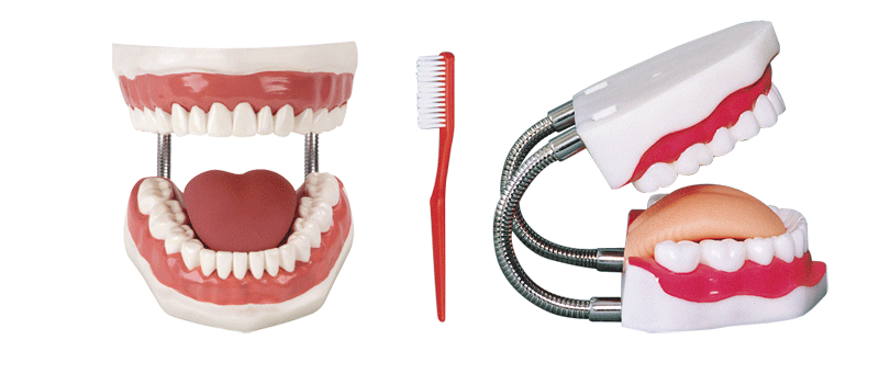 醫學模型，高級牙保健護理模型