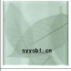 工藝夾膠樹葉玻璃