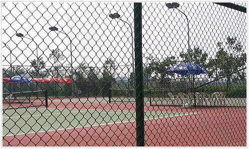 大連貝臣高爾夫球場用網夫球用