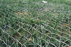 上饒勾花網 動物園圍網 圍欄 煤礦支護網 邊坡防護網