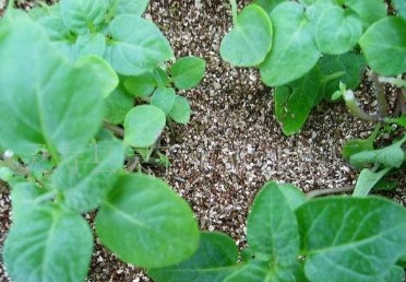 靈壽縣z新蛭石礦區盛產膨脹蛭石廠家直銷