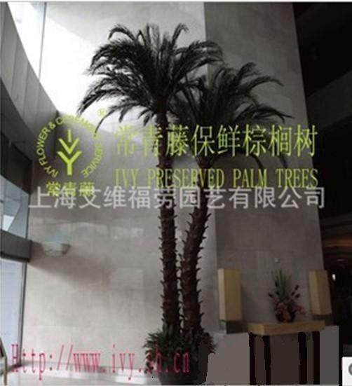 保鮮樹(shù)保鮮棕櫚樹(shù)保鮮美國(guó)金山葵保鮮樹(shù)