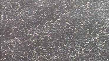 PB纖維增強橋面防水層