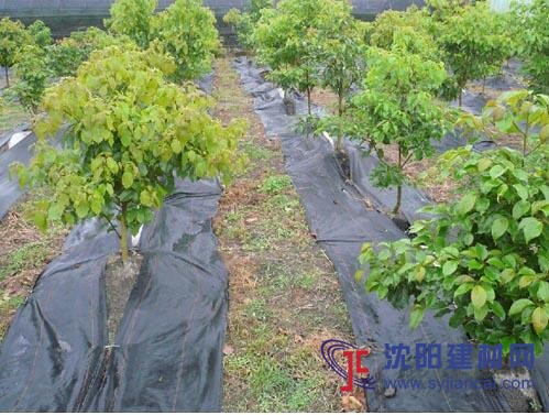 防草布直銷廠，方便使用.耐用，規(guī)格齊全.歡迎訂購