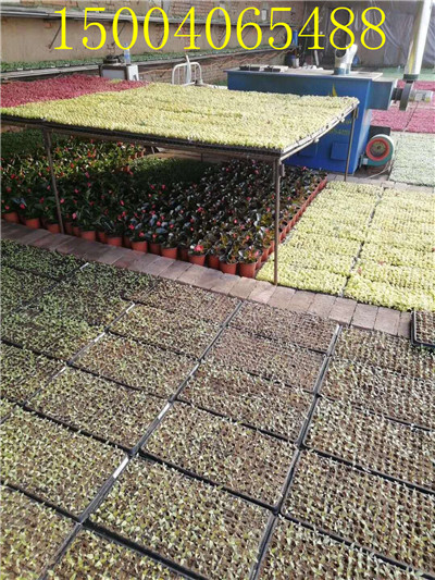 黑龍江哪里有熱風(fēng)爐，黑龍江熱風(fēng)爐廠家電話，