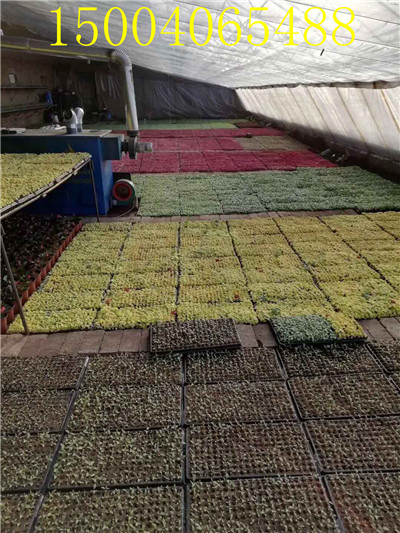 沈陽(yáng)神美熱風(fēng)爐價(jià)格，沈陽(yáng)神美熱風(fēng)爐廠家電話